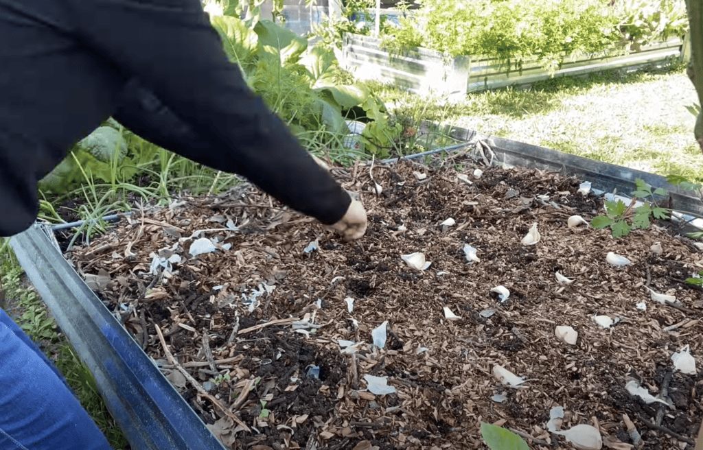 Planting garlic cloves